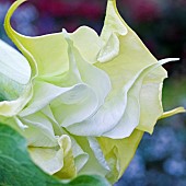 Flowerhead of Brugmansia Angels trumpet