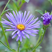 Aster frikartii Monch upright perennial lavender-blue flowerheads at Wilkins Pleck (NGS) Garden late summer August Whitmore Staffordshire England UK