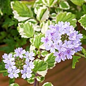 Plectranthus forsteri Marginatus Verbena