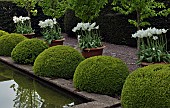 The rill garden with balls of buxus sempervirens flanked by white tulips in ornate terracotta pots