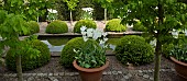 The rill garden with balls of buxus sempervirens flanked by white tulips in ornate terracotta pots