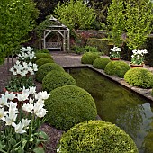 The rill garden with balls of buxus sempervirens flanked by white tulips in ornate terracotta pots