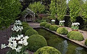 The rill garden with balls of buxus sempervirens flanked by white tulips in ornate terracotta pots