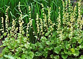 Heuchera herbaceous perennial frilly leaves with tall flower stems outstanding country garden with a definite emphasis on strong design and formality the resulting linearity creating several vistas at Wollerton Old Hall (NGS) Market Drayton in Shropshire early summer June