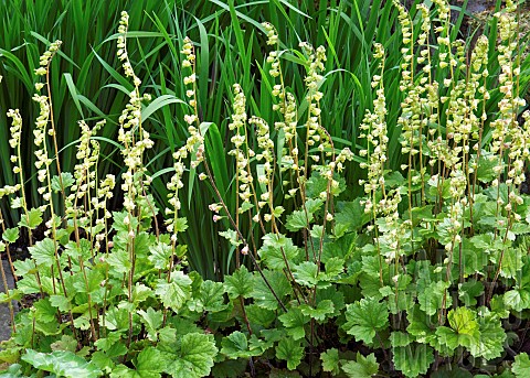 Heuchera_herbaceous_perennial_frilly_leaves_with_tall_flower_stems_outstanding_country_garden_with_a