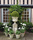 Box ball on plinth white tulips in terracotta conainers in front of house