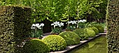 The rill garden with balls of buxus sempervirens flanked by white tulips in ornate terracotta pots