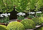 The rill garden with balls of buxus sempervirens flanked by white tulips in ornate terracotta pots