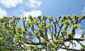 Pleached lime, Tilia platyphyllos Rubra