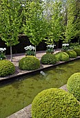 The rill garden with balls of buxus sempervirens flanked by white tulips in ornate terracotta pots