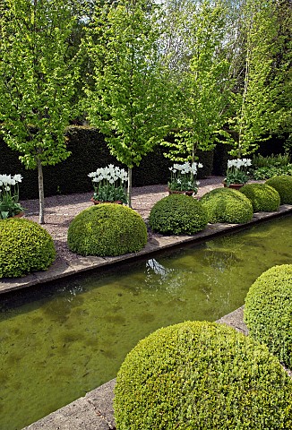 The_rill_garden_with_balls_of_buxus_sempervirens_flanked_by_white_tulips_in_ornate_terracotta_pots
