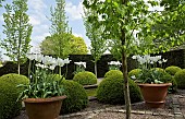 The rill garden with balls of buxus sempervirens flanked by white tulips in ornate terracotta pots