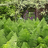 Shade garden in spring Cornus controversa Wedding Cake tree ferns