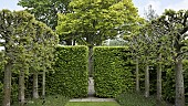 Pleached limes, Tilia platyphyllos Rubra