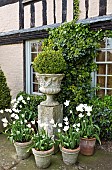 Box ball on plinth white tulips in terracotta conainers in front of house