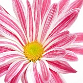 Plant Portrait Gerbera pink and white stipped petals