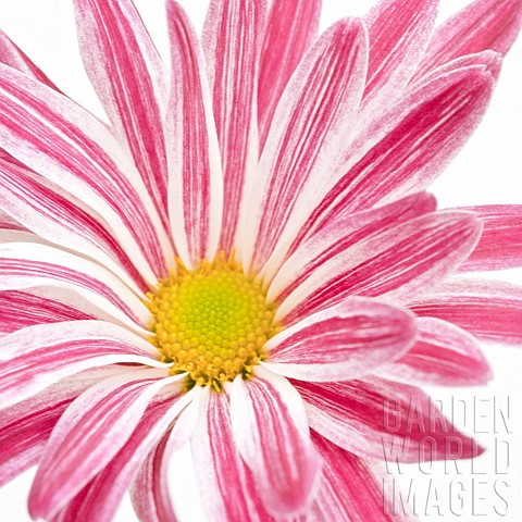 Plant_Portrait_Gerbera_pink_and_white_stipped_petals