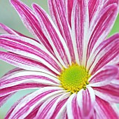 Gerbera pink and white stripped petals