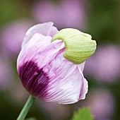 Papaver P. somniferum Opium Poppy