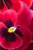 Plant portrait of Pansy deep maroon red
