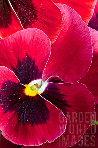 Plant_portrait_of_Pansy_deep_maroon_red