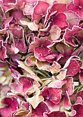 Frosted Hydrangea flowerhead i