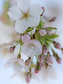 Cherry blossom tree in full bloom in shades of pink