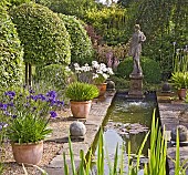 Agapanthus in containers, around water feature