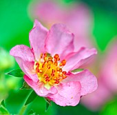 Strawberry flower