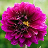 Plant portrait Dahlia Purple