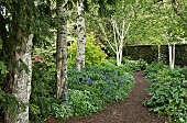 Shade garden in spring