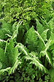 Mixed planting of green foliage of ferns, shrubs and ivy