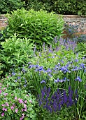 Colour themed border of herbaceous perennials