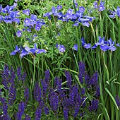 Iris sibirica Worth-the-wait