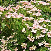 Cornus Kousa Satomi Dogwood