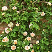 Rosa Rose Alchymist