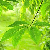 Foliage fresh green leaves Selective Focus