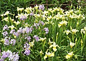 Iris Butter and Sugar Hesperis Matronalis Sweet Rocket Dames Violet