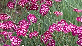 Herbaceous perennial bright pink and white Dianthus  Spangled Star at Wollerton Old Hall (NGS) Market Drayton in Shropshire early summer June