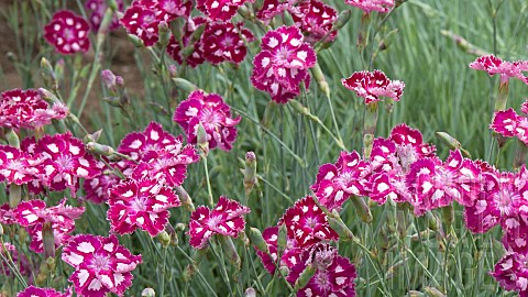 Herbaceous_perennial_bright_pink_and_white_Dianthus__Spangled_Star_at_Wollerton_Old_Hall_NGS_Market_