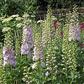 Delphinium Elatum Pink Ruffles