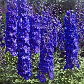 Delphinium Elatum New Millennium Dark Blue Larkspur