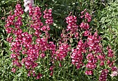 Penstemon Maurice Gibbs cerise-red flowers with white throats