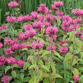 Monarda Croftway Pink Bergamot