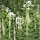 Veronicastrum Virginicum album Veronicastrum Veronica Virginica Culvers Root