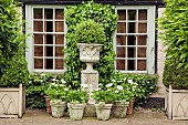 White geraniums planted in terra cotta containers