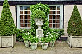 White geraniums planted in terra cotta containers