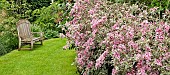 Weigela Florida Variegata