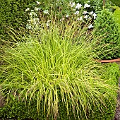 Group plants portrait close up study of flowers and flower detail Carex elata - Aurea (Bowles Golden Sedgesedge) upright yet arching golden foliage in June