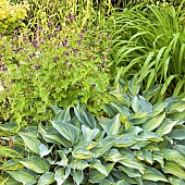 Group plantings in border perennials Hosta Geranium Ornamental Grasses in June